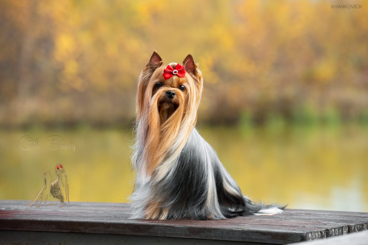 OLIS BEAUTY OLIS BEAUTY BRAVISSIMA GEL &mdash; Labaza DogPedigree YorkshireTerrier